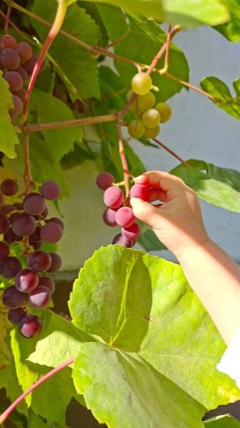 Eine Kinderhand pflückt Weintrauben