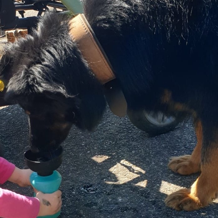 Hund Espin trinkt aus einer Flasche, die ihm ein Kind hinhält.