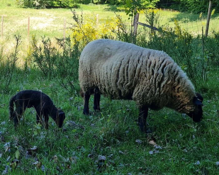 Ein Schaf und ein schwarzes Lamm grasen auf der Wiese.